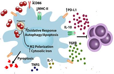 Macrophage–Neisseria gonorrhoeae Interactions: A Better Understanding of Pathogen Mechanisms of Immunomodulation